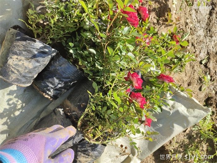 小女孩月季Maidy(图6)