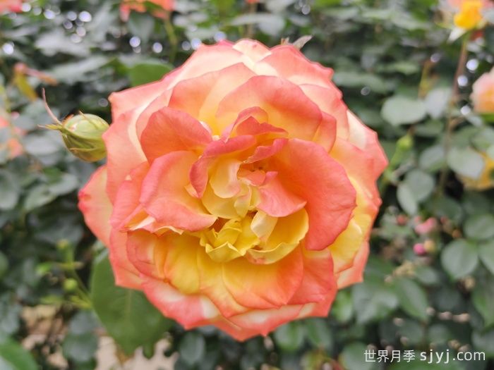 光谱月季Spectra(图1)