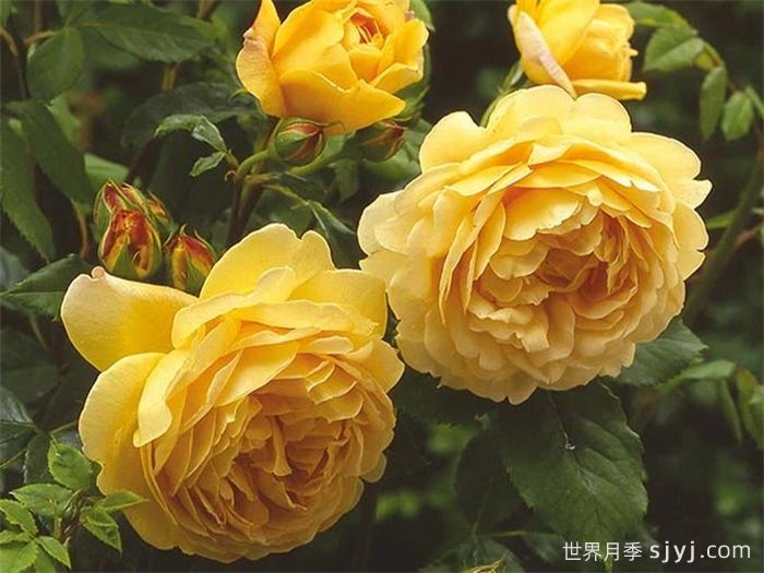 黄金庆典月季/金色庆典Golden Celebration(图2)