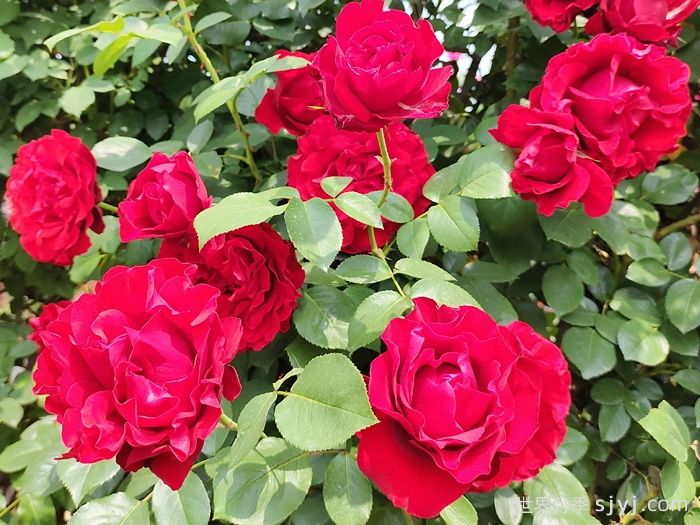 御用马车月季Parkdirektor Riggers(图3)