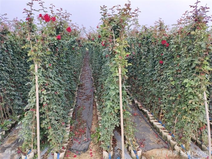 御用马车月季Parkdirektor Riggers(图4)