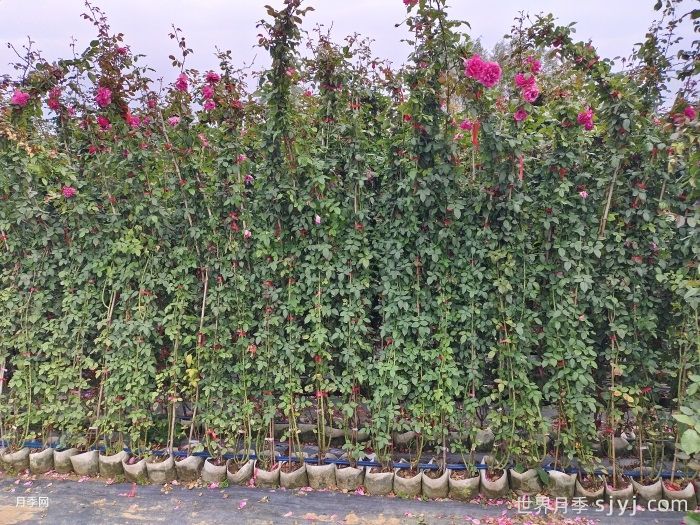 大游行月季Parade(图6)