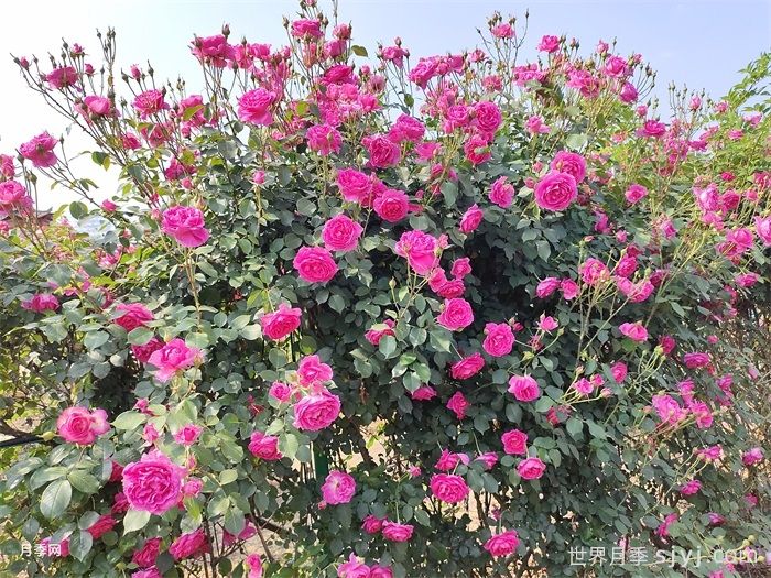 大游行月季Parade(图7)