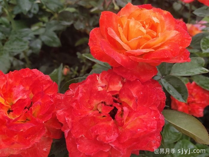 却可克月季Chacock(图2)