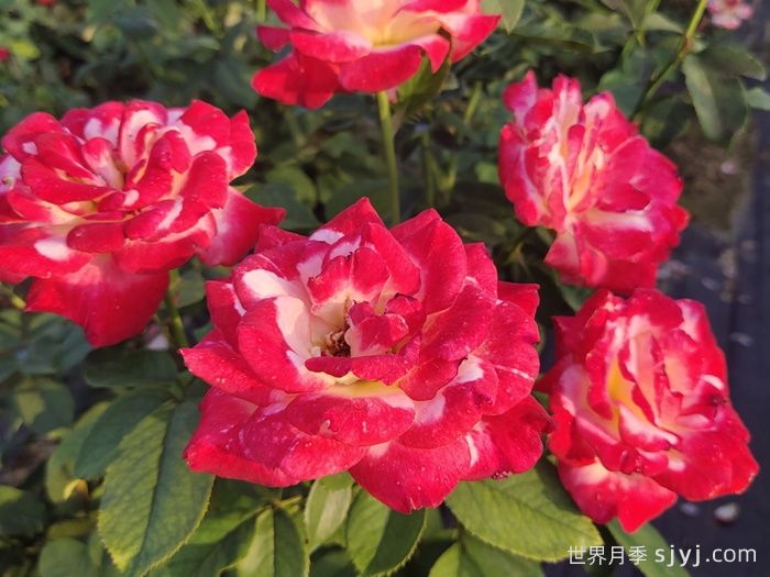 红双喜月季/双份喜悦月季Double Delight(图4)