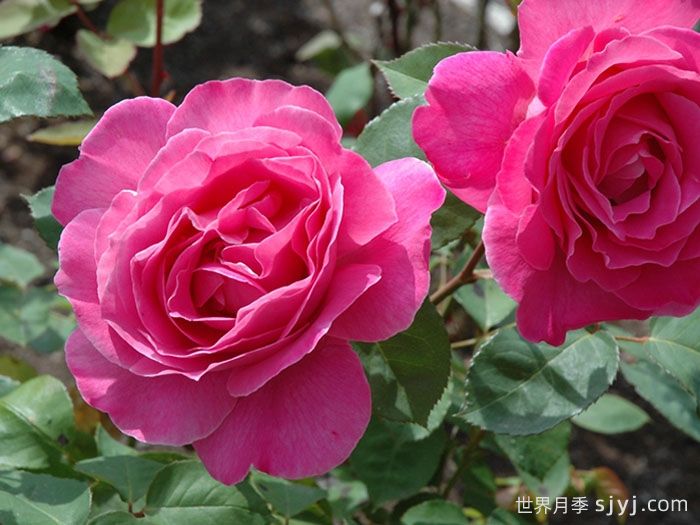 粉和平月季/娇娥Pink Peace(图2)