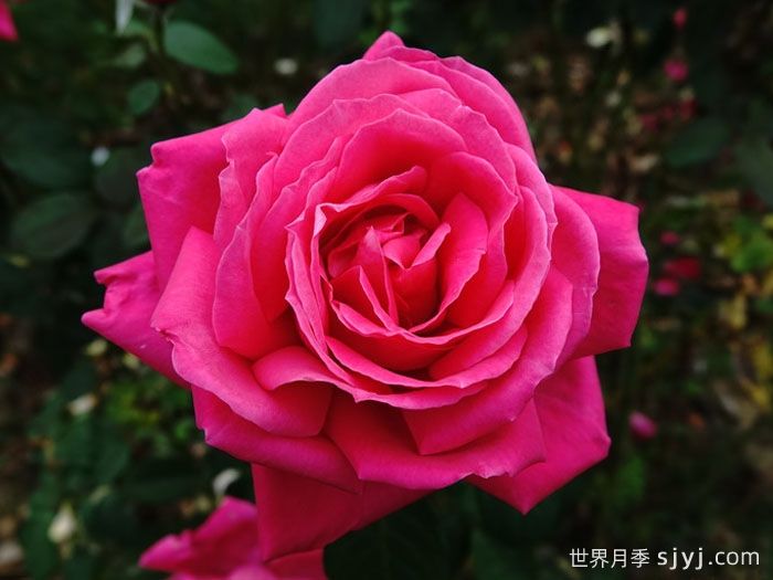 全美小姐月季/全美丽人Maria Callas(图1)