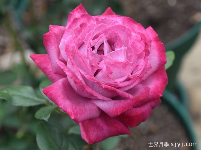 蓝河月季Blue River(图3)