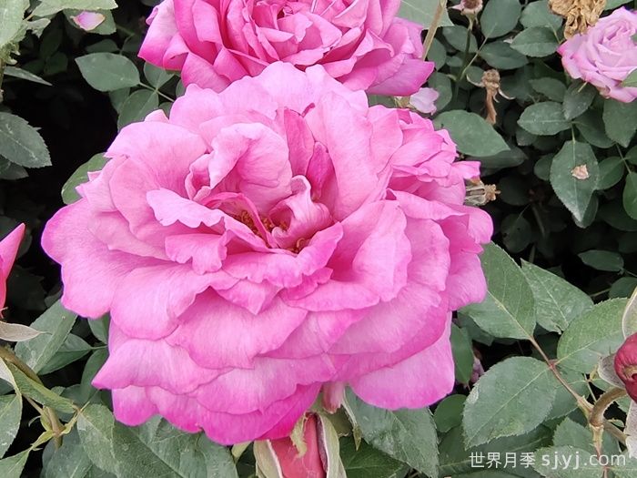 蓝河月季Blue River(图4)