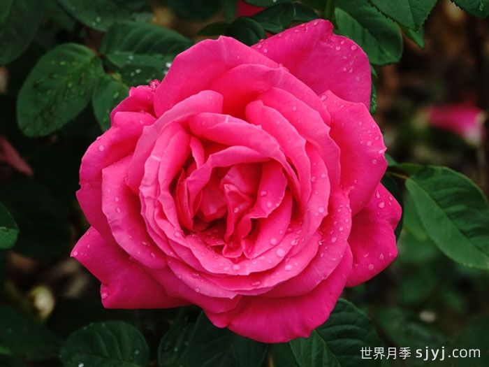 全美小姐月季/全美丽人Maria Callas(图5)