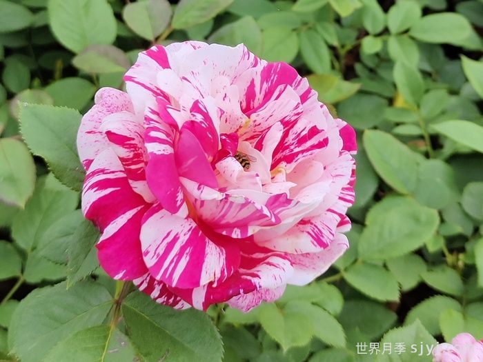 节日礼花月季(图3)