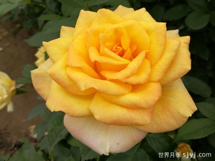 金奖章月季Gold Medal(图1)