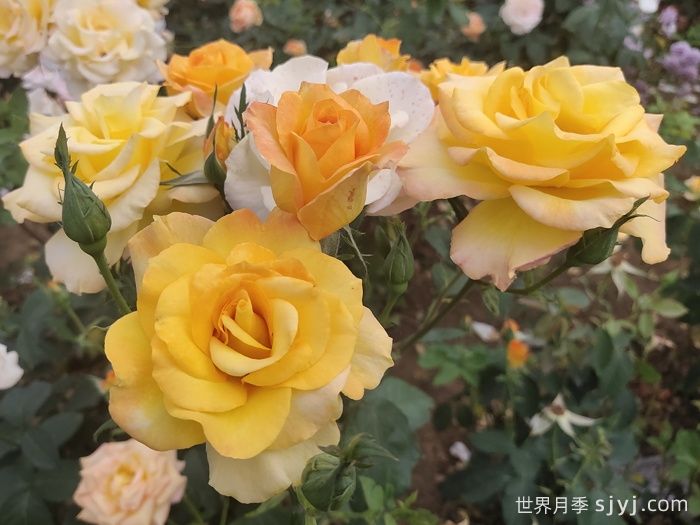 金奖章月季Gold Medal(图3)