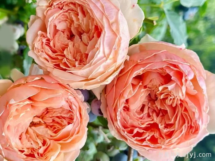 耐热性强的6种月季，35度高温花型花色依然很美(图3)