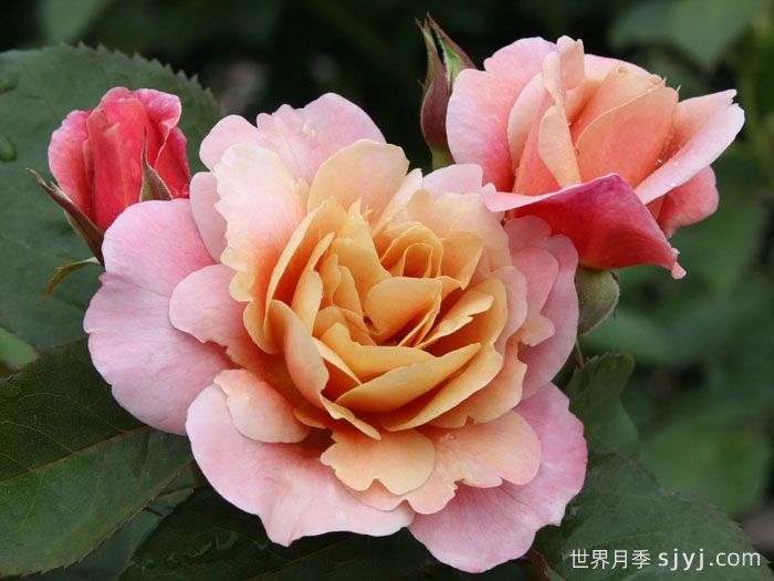 耐热性强的6种月季，35度高温花型花色依然很美(图4)