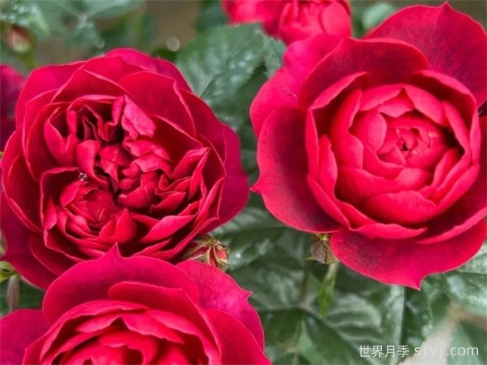 法拉利果汁月季/樱桃果汁月季(图2)