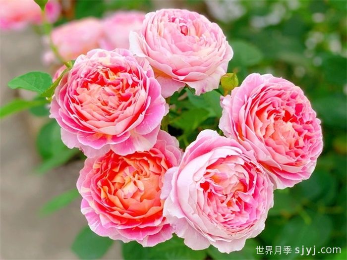 克劳德莫奈月季/莫奈Claude Monet(图3)