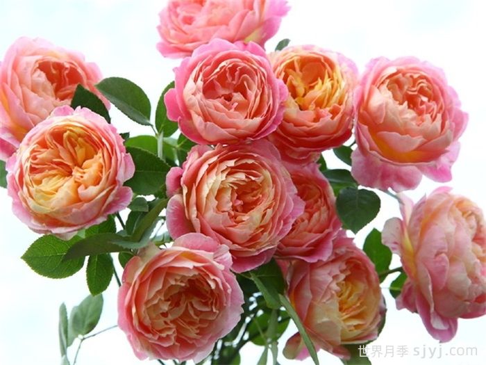 克劳德莫奈月季/莫奈Claude Monet(图4)