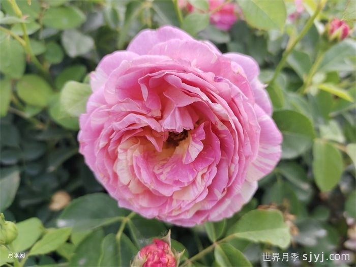 克劳德莫奈月季/莫奈Claude Monet(图5)