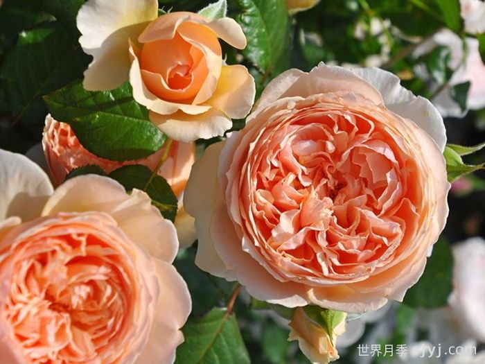 真宙月季Masora(图1)