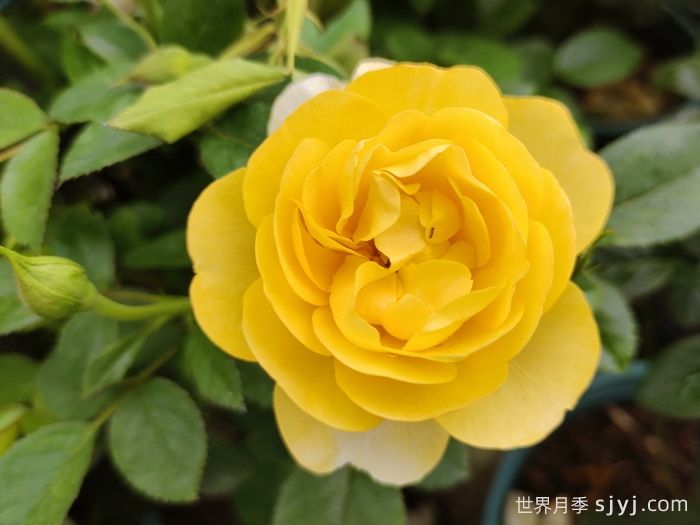 黄果汁月季/黄色果汁阳台/柠檬果汁(图2)