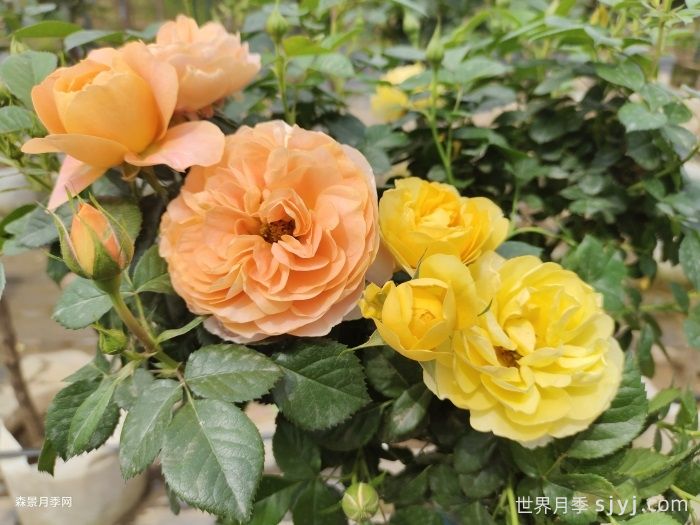 黄果汁月季/黄色果汁阳台/柠檬果汁(图4)