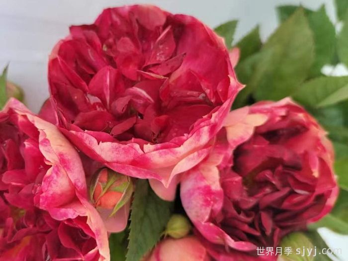 火莲果汁月季Fire lotus Juicy Terrazza(图2)