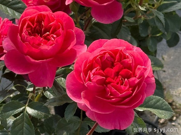 绝色果汁月季/绝色果汁阳台(图1)