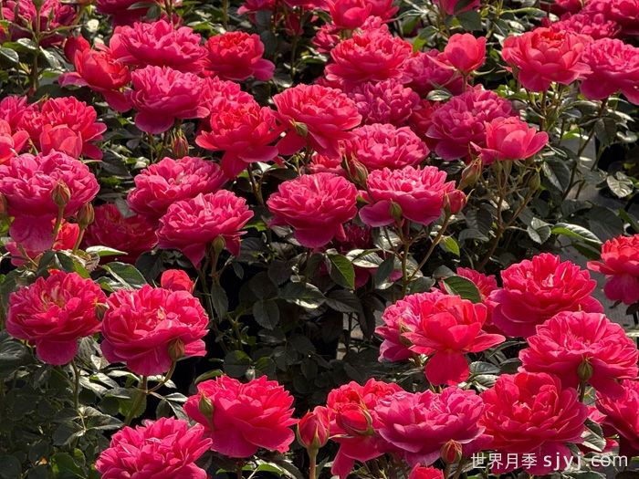 绝色果汁月季/绝色果汁阳台(图2)