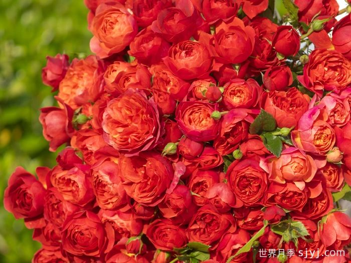绝色果汁月季/绝色果汁阳台(图3)