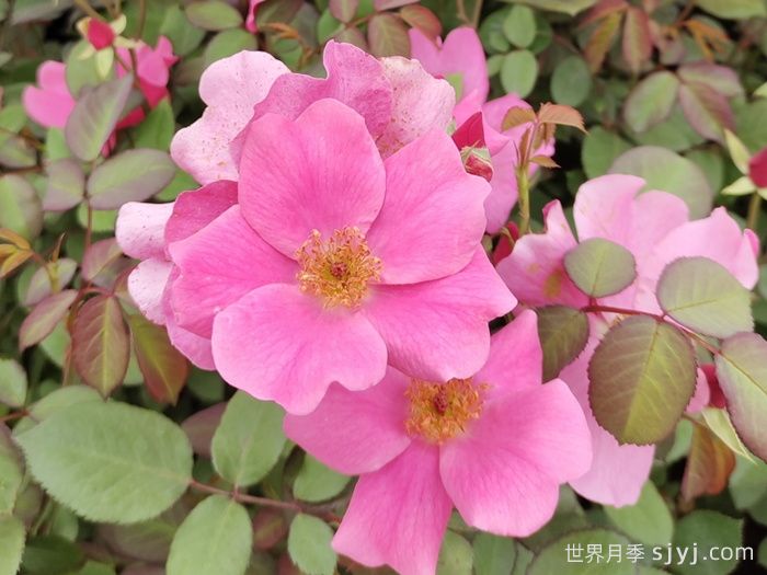 杏花村月季Betty Prior(图1)