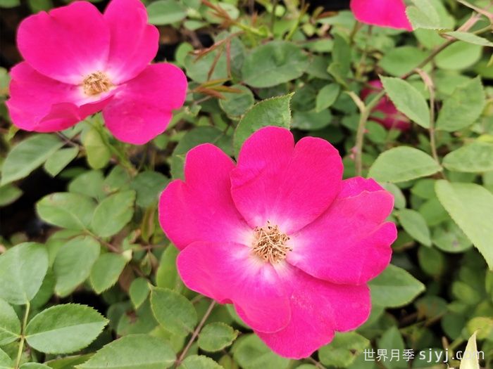 小桃红月季Marjorie Fair(图1)