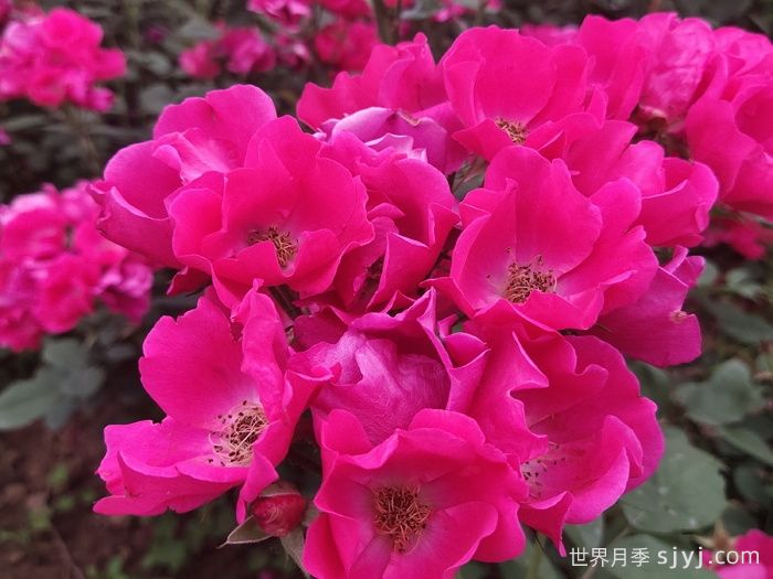 小桃红月季Marjorie Fair(图3)