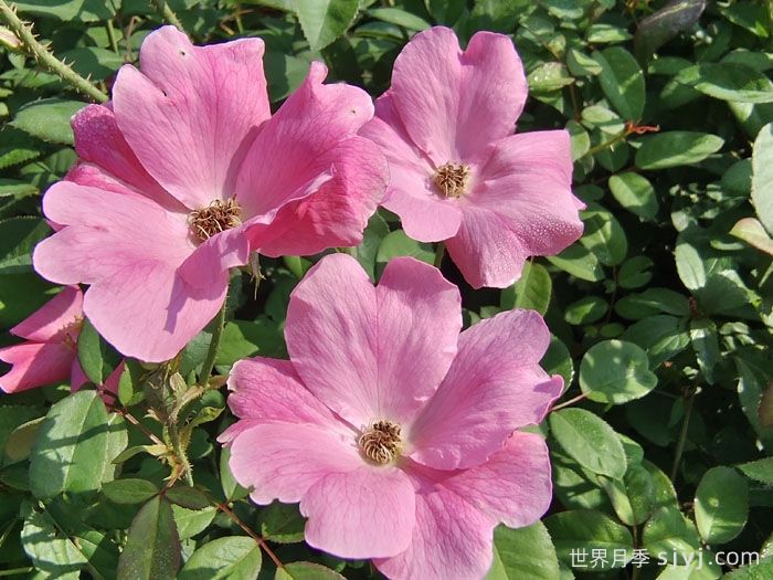 杏花村月季Betty Prior(图5)