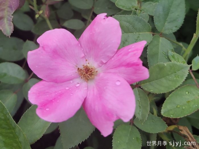 杏花村月季Betty Prior(图6)