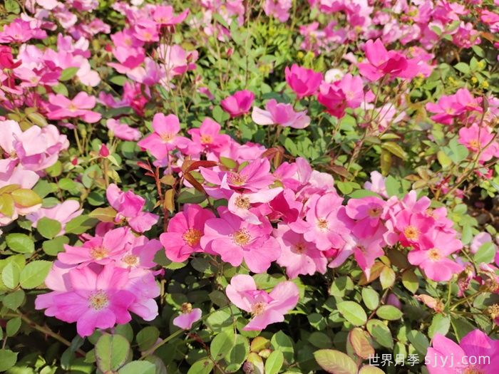 杏花村月季Betty Prior(图4)