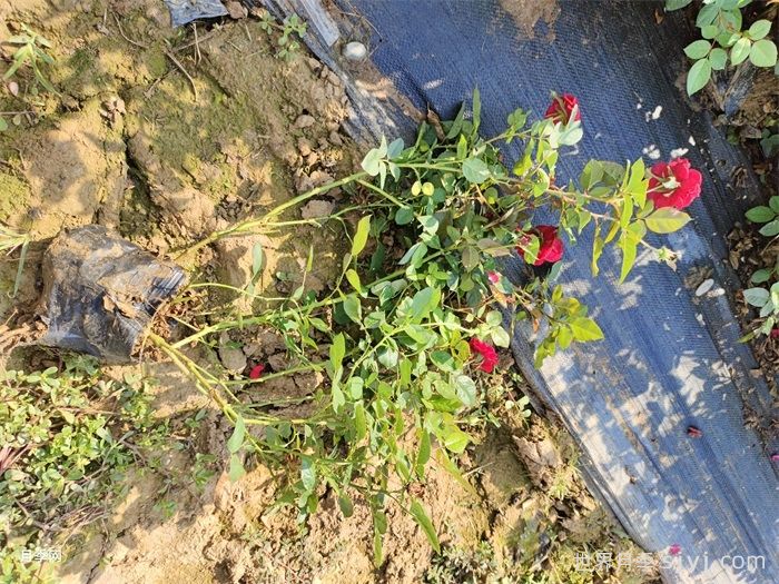 莫海姆月季/曼海姆宫殿月季Schloss Mannheim(图4)