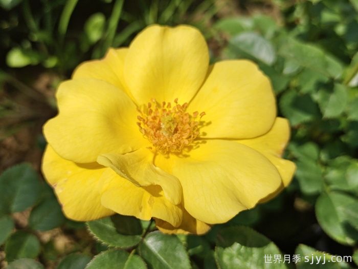 欢笑月季Bright Smile(图1)