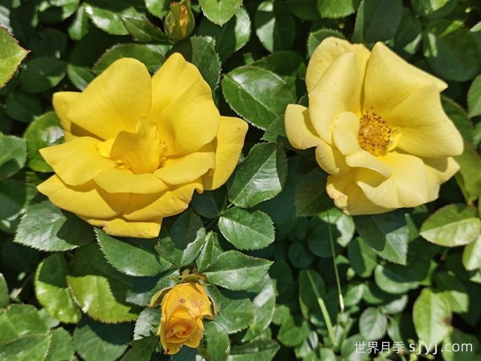 欢笑月季Bright Smile(图2)