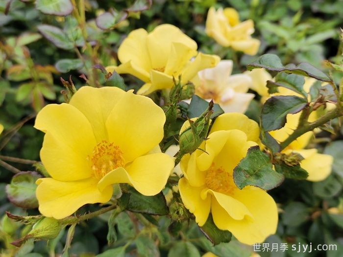 欢笑月季Bright Smile(图3)