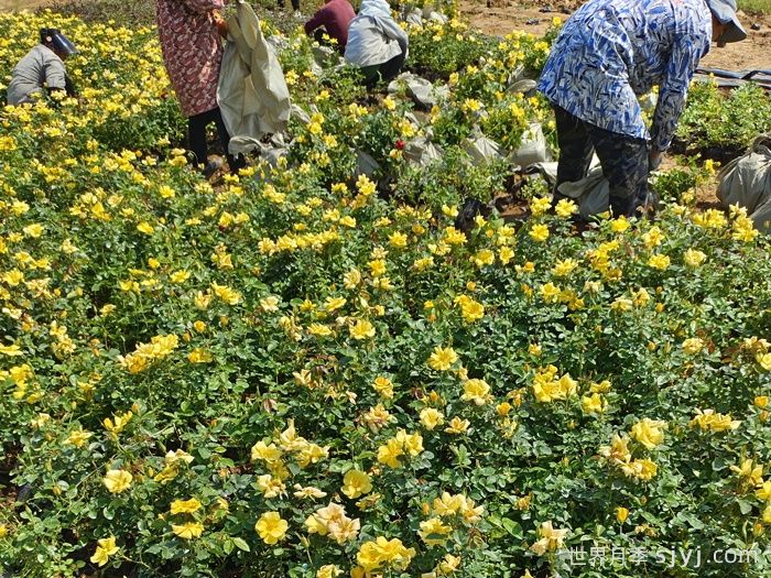 欢笑月季Bright Smile(图4)