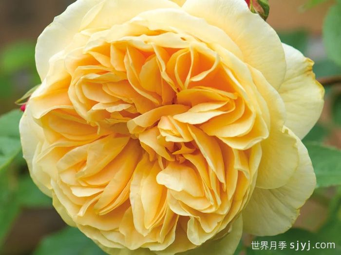 欢笑格鲁吉亚月季/戏弄乔治亚月季Teasing Georgia(图1)