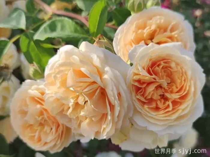 欢笑格鲁吉亚月季/戏弄乔治亚月季Teasing Georgia(图2)