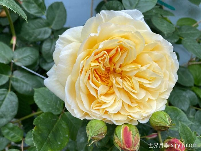 欢笑格鲁吉亚月季/戏弄乔治亚月季Teasing Georgia(图3)