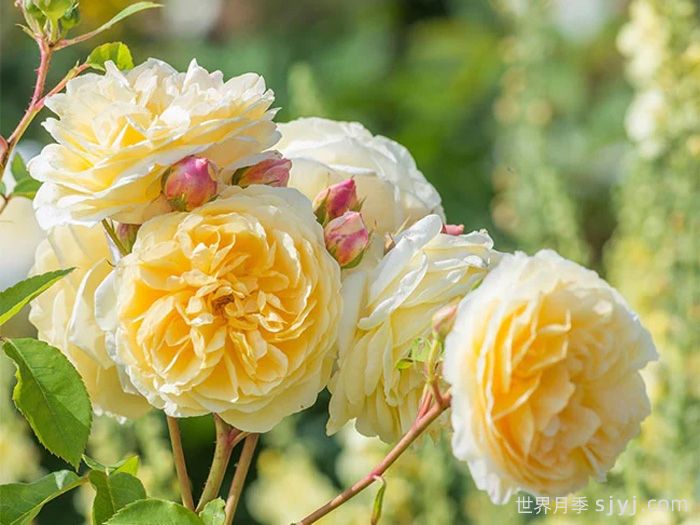 欢笑格鲁吉亚月季/戏弄乔治亚月季Teasing Georgia(图5)