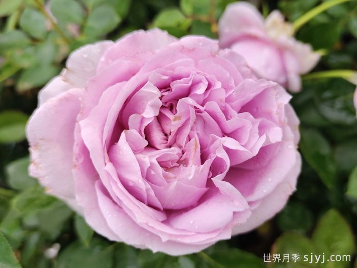 蓝色风暴月季/暗恋的心Shinoburedo(图3)