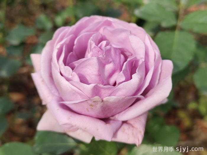 蓝色风暴月季/暗恋的心Shinoburedo(图5)