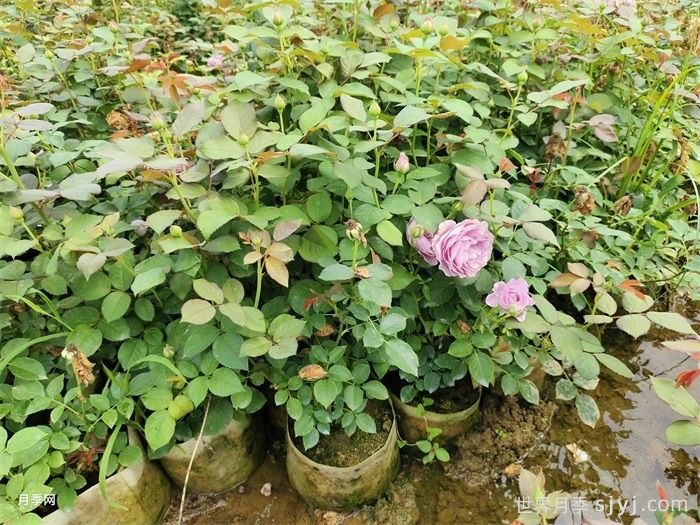 蓝色风暴月季/暗恋的心Shinoburedo(图6)