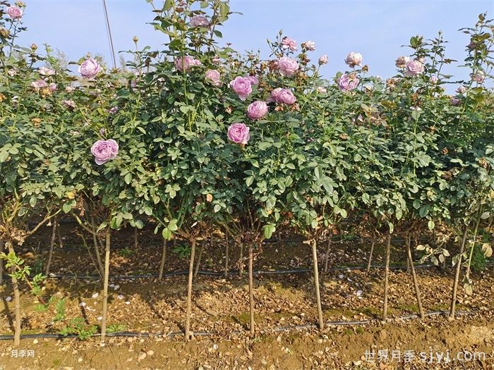 蓝色风暴月季/暗恋的心Shinoburedo(图7)