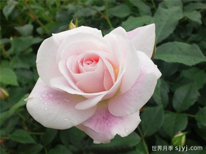 腮红冰山月季Blushing Icebrg(图1)